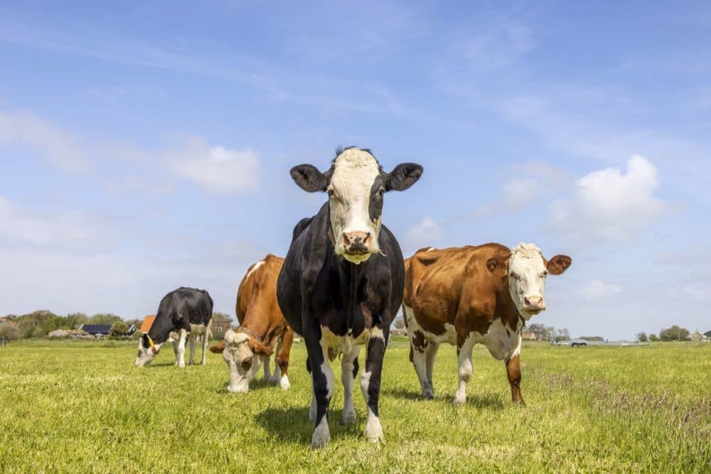 Exclusive: ArkeaBio raises $15m for livestock methane tech, cuts headcount