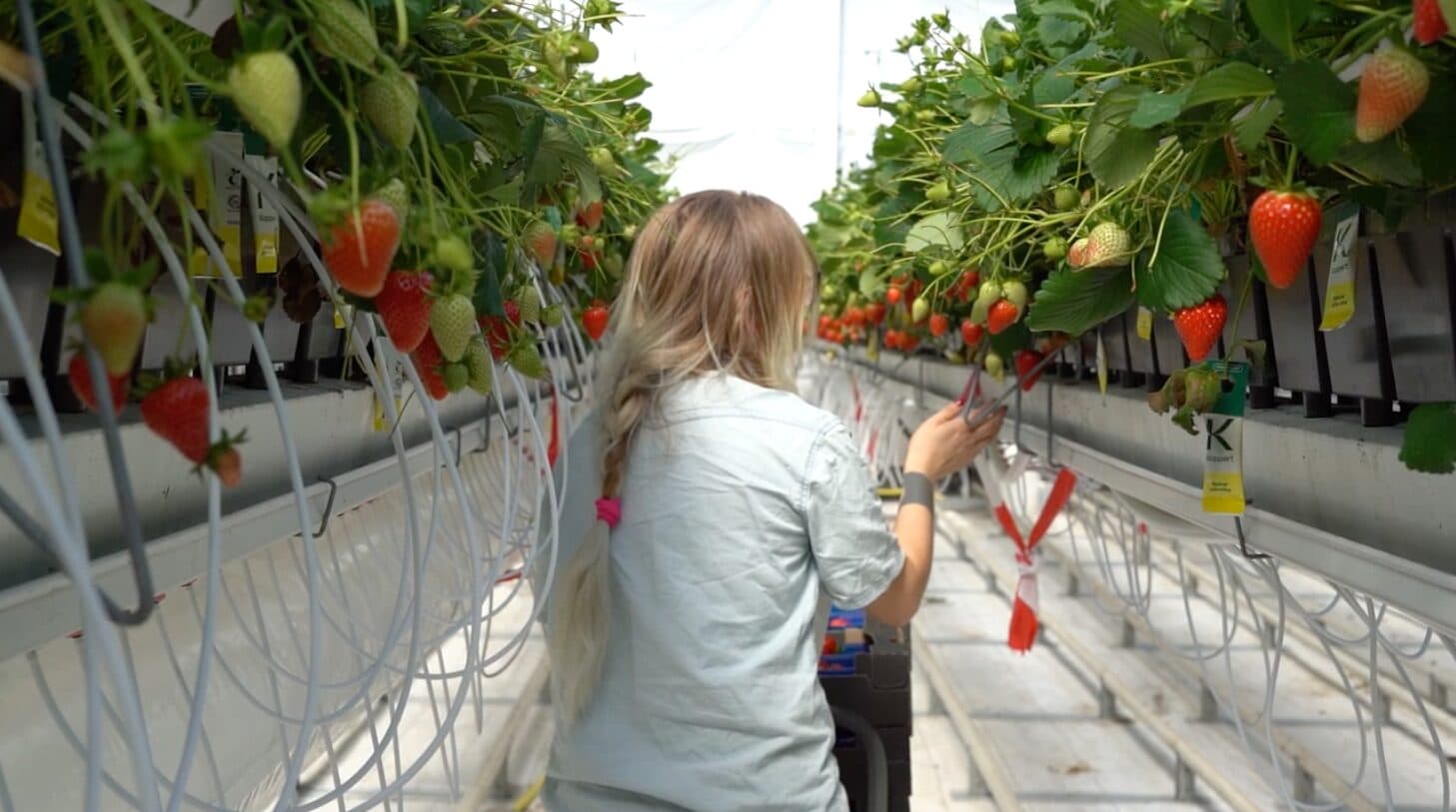 ‘Bring us your difficult trait problems’: Biographica, Hudson River partner on crop genome editing