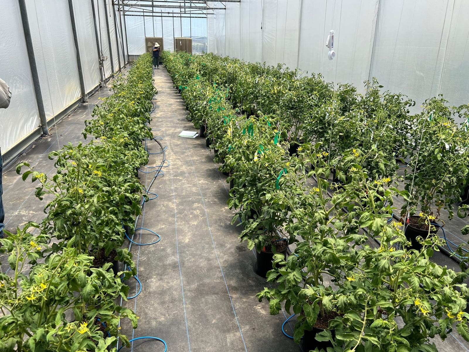 Exclusive: Plantik and Hudson River Biotechnology team up to de-risk heat-tolerant strawberries