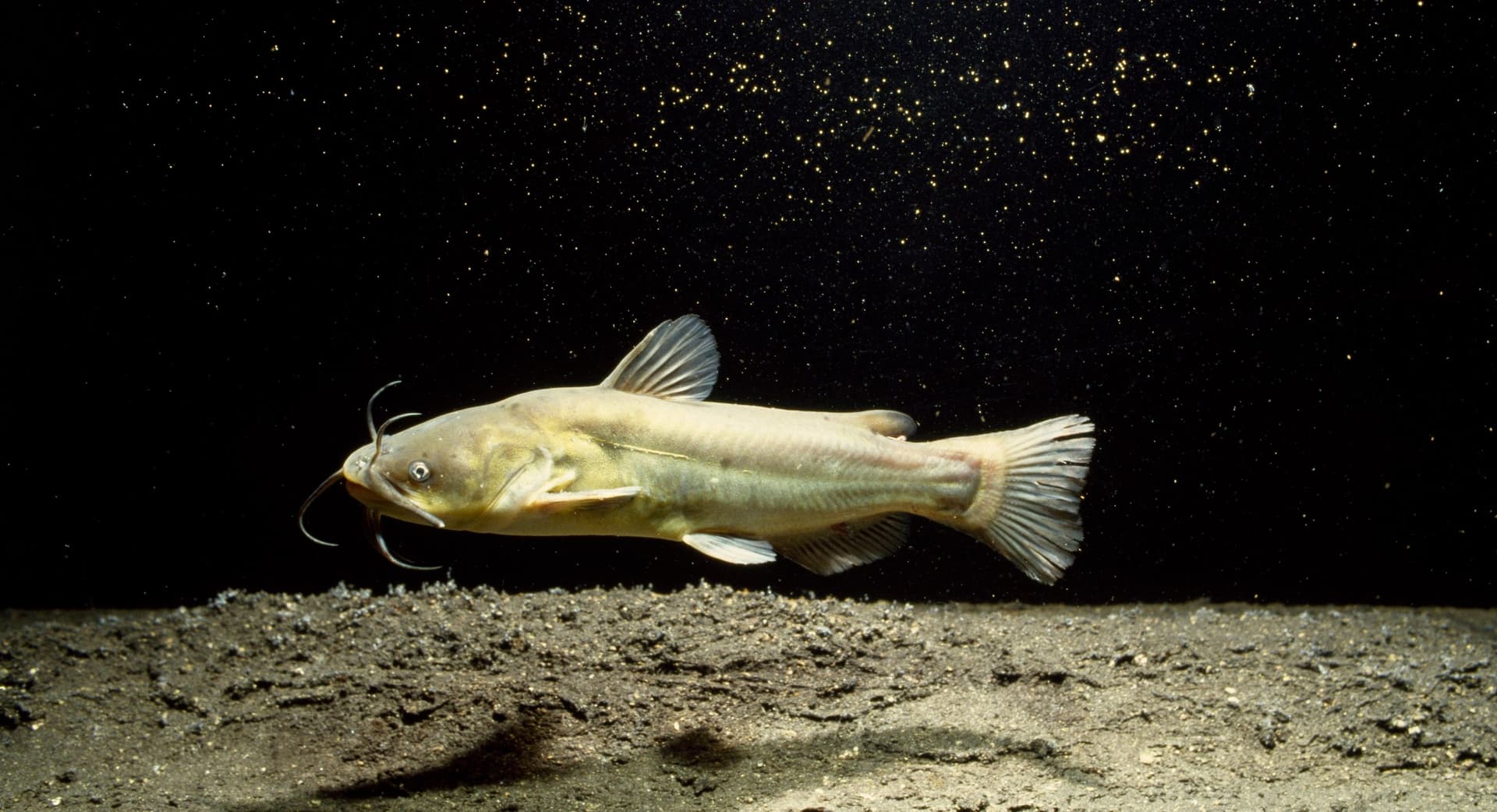 Contagious Cancer Found in North American Catfish