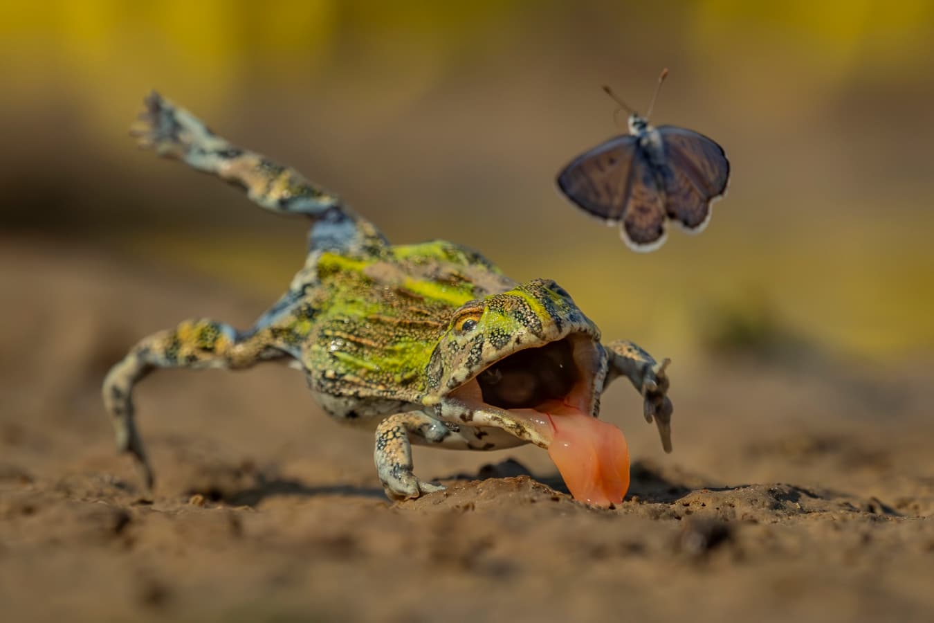 See the stunning contenders for the Wildlife Photographer of the Year
