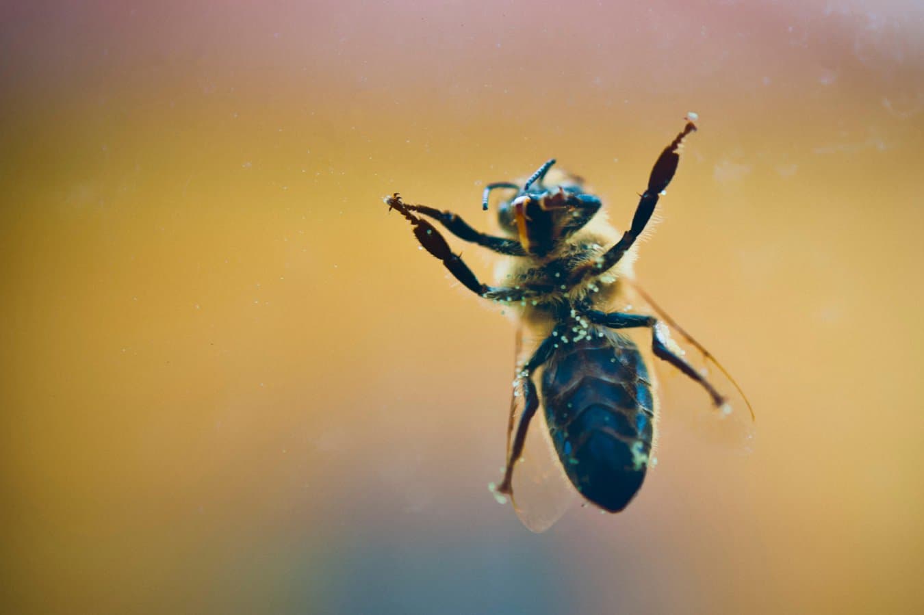 Are flies following a strategy when they keep hitting windows? Part 4