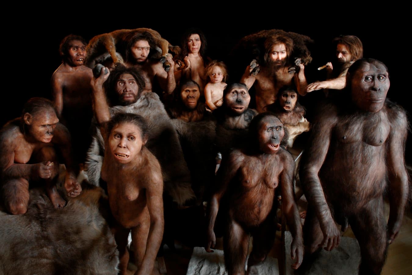 The 85-million-year timeline of human evolution