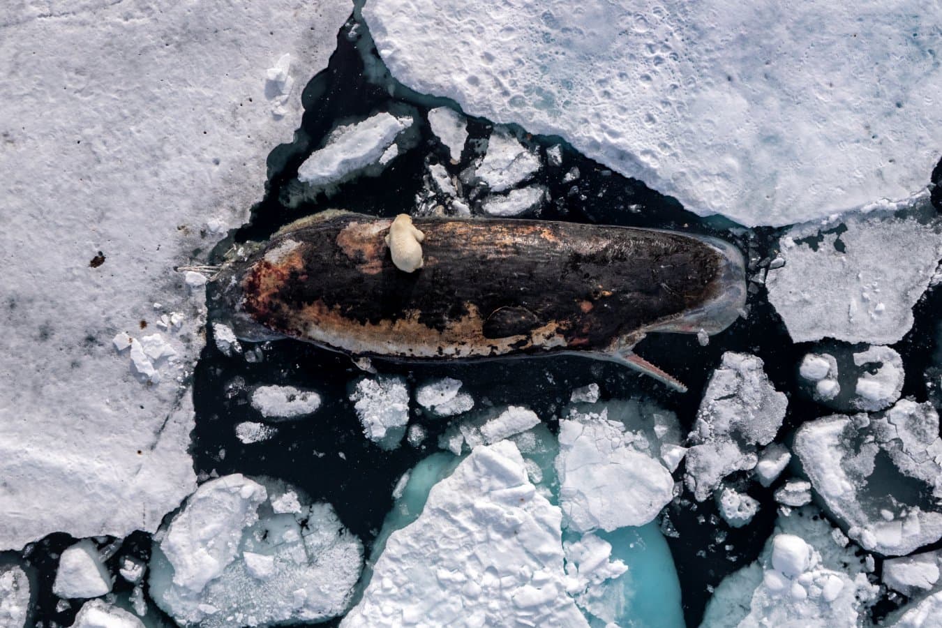 Stunning image of a polar bear with an outsized snack wins major award