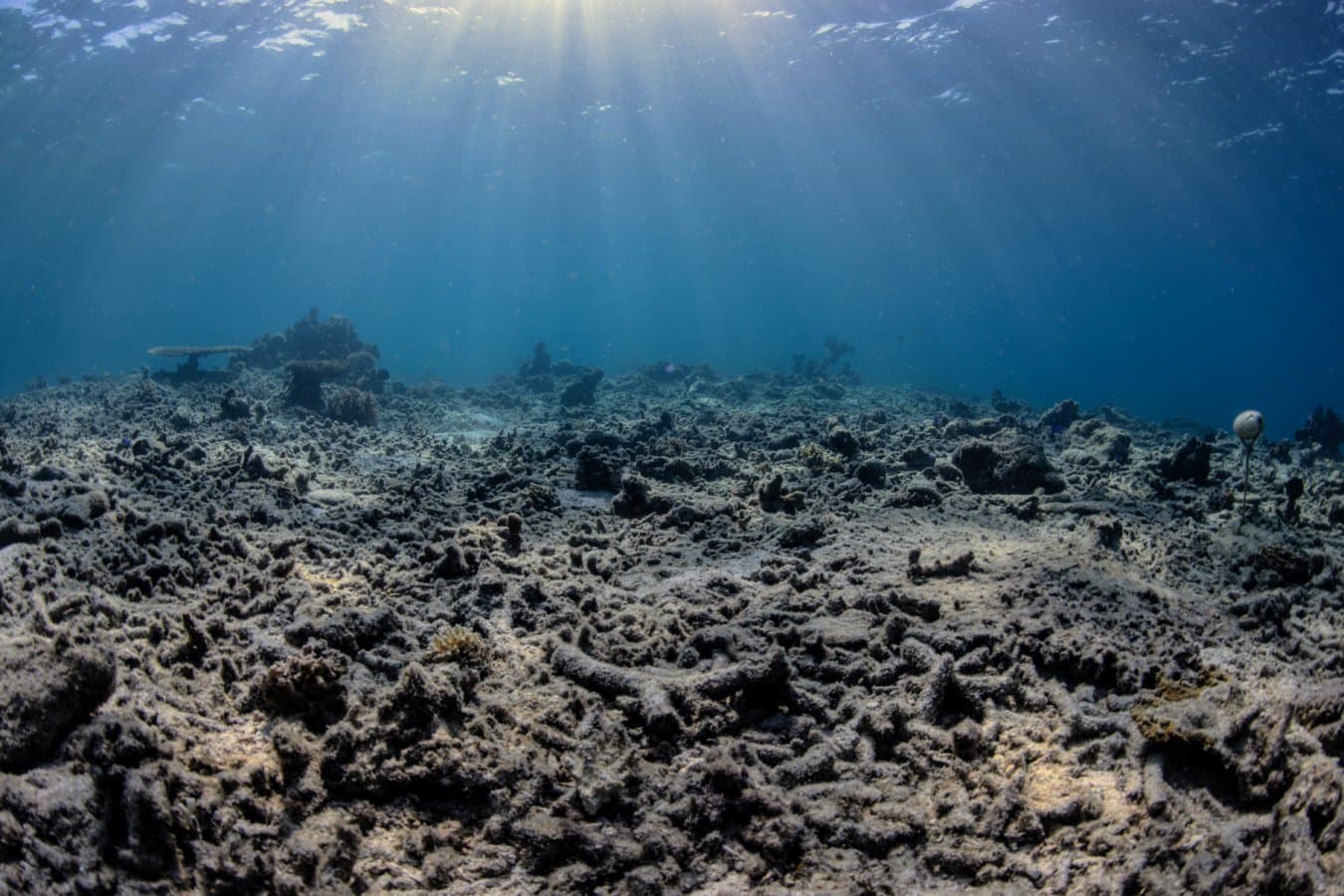 Fishers detonate a bomb every hour on one Indonesian coral reef