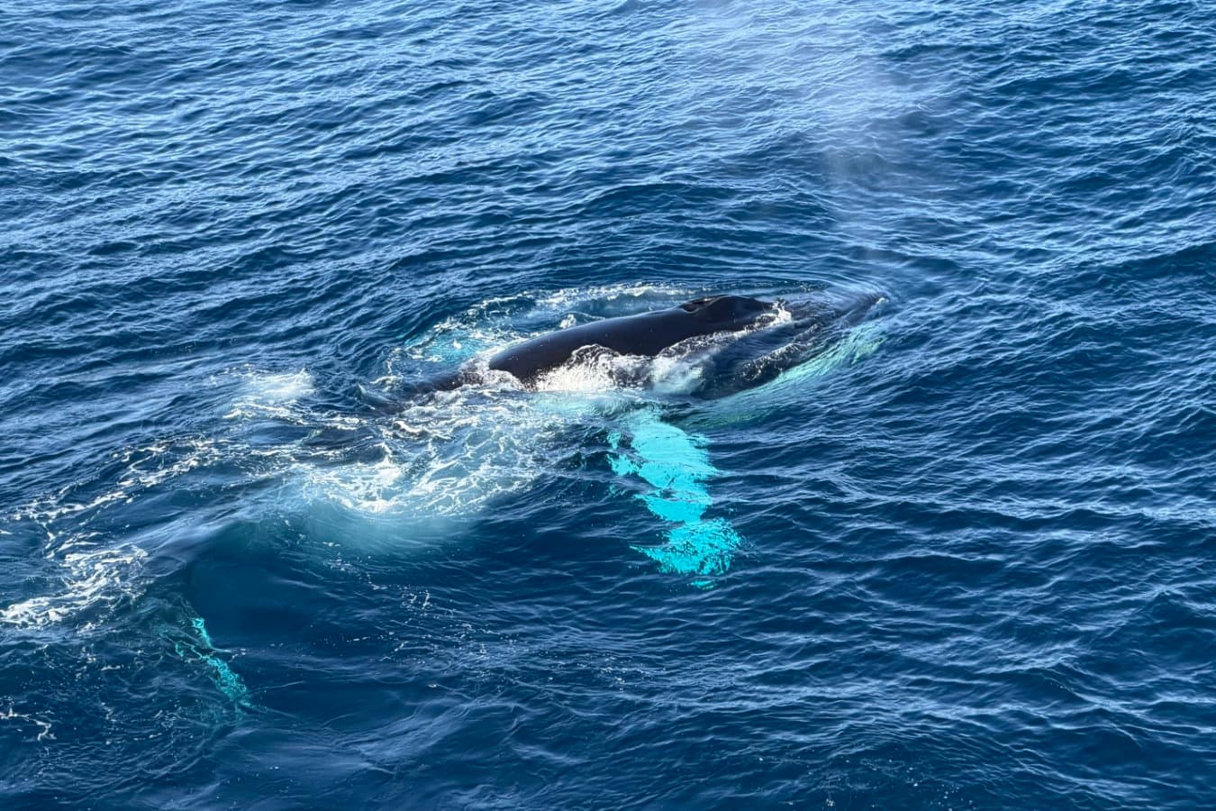 Astonishing whale feeding frenzy seen off the eastern coast of Greenland