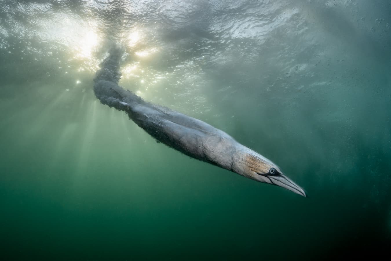 Dramatic gannet dive wins Bird Photographer of the Year competition