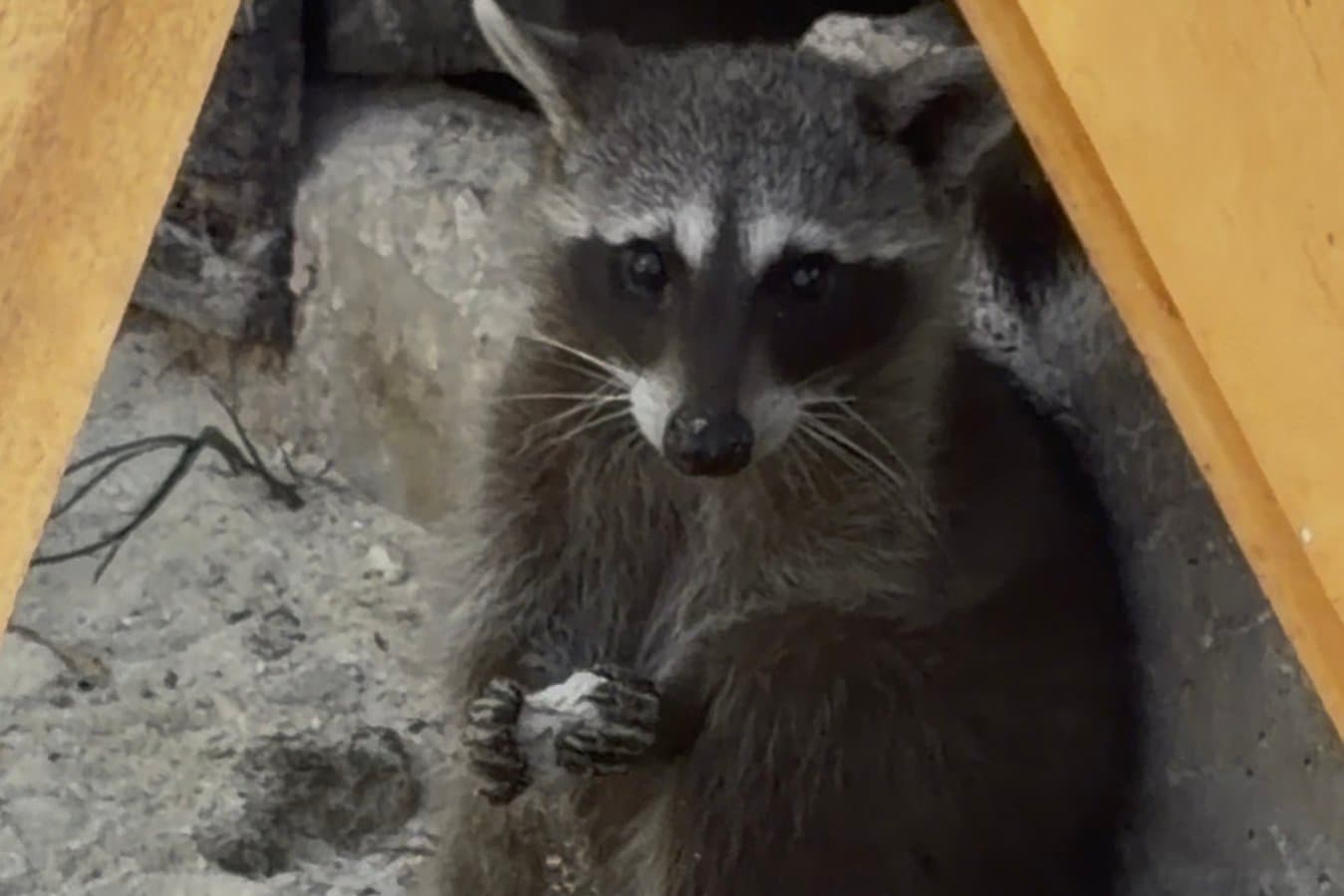 Pygmy raccoons teach each other to make toys out of paper and sand