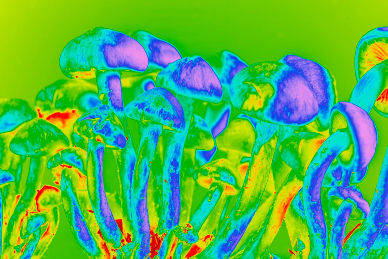 Psilocybin could prevent common and debilitating chemotherapy side effect