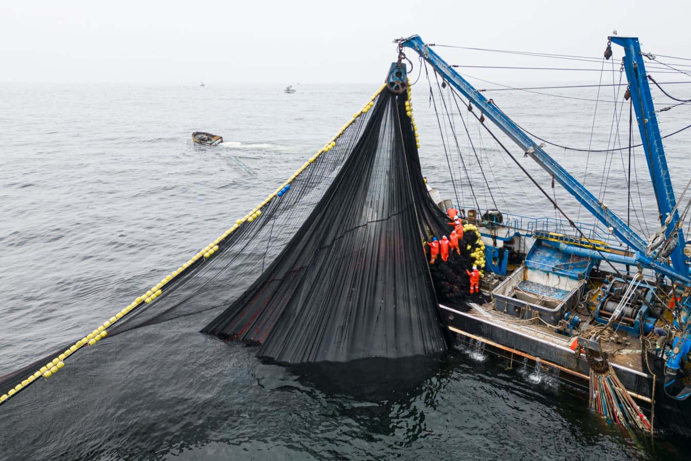 Scientists call for ‘emergency’ measures to save sea life from El Niño