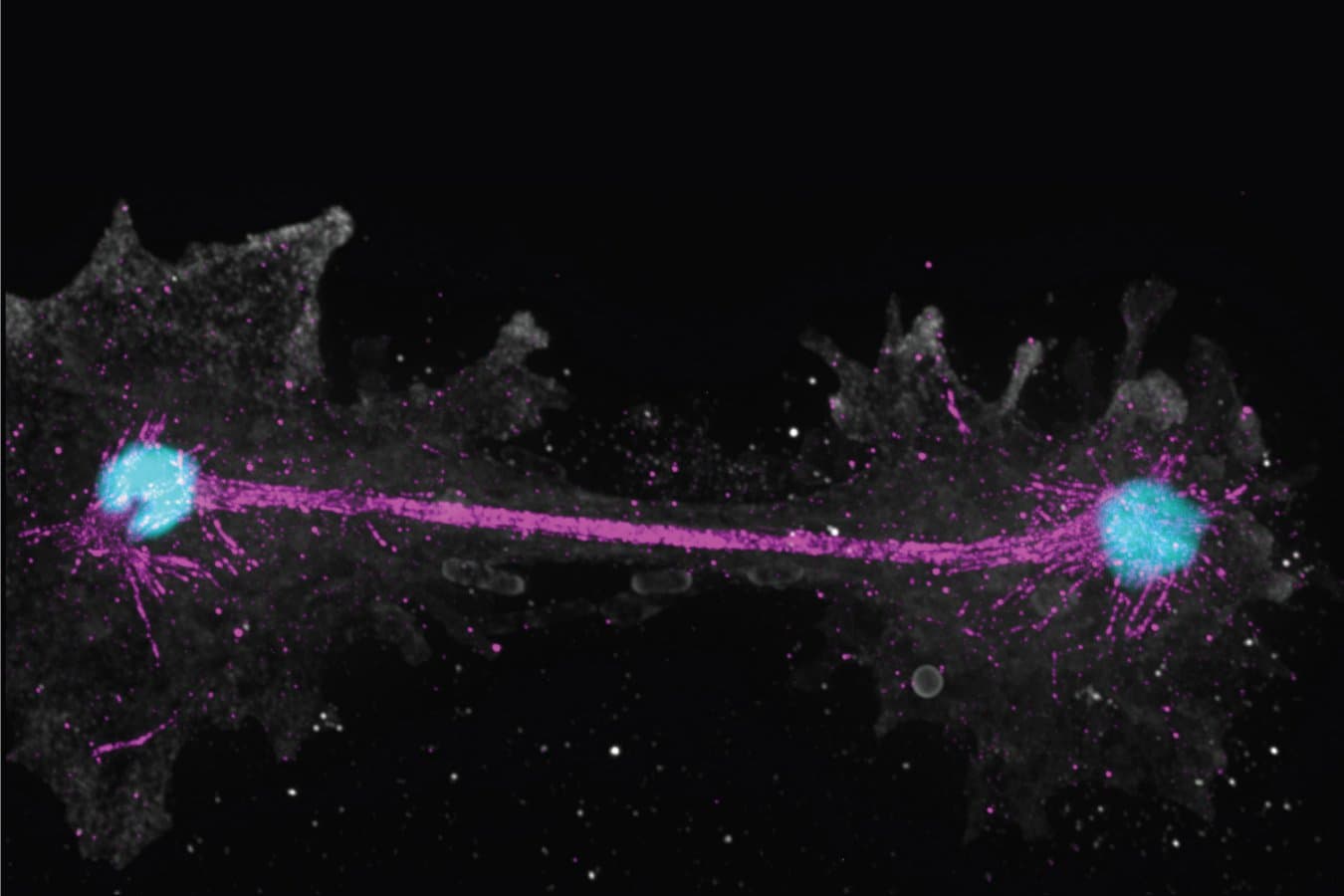 Fire amoeba breaks heat tolerance record for complex life
