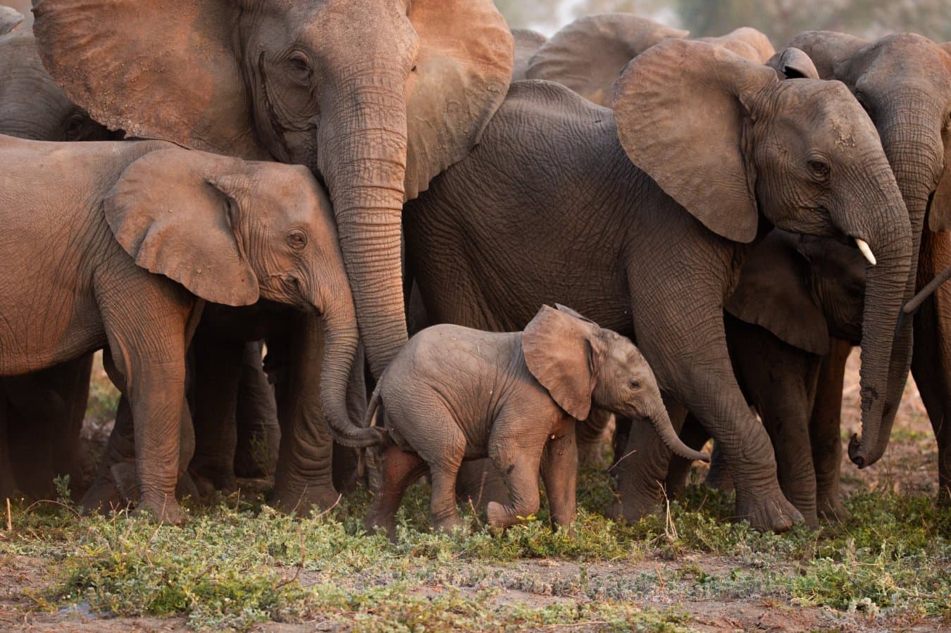 Elephants imitate each other when they produce deep rumbling sounds