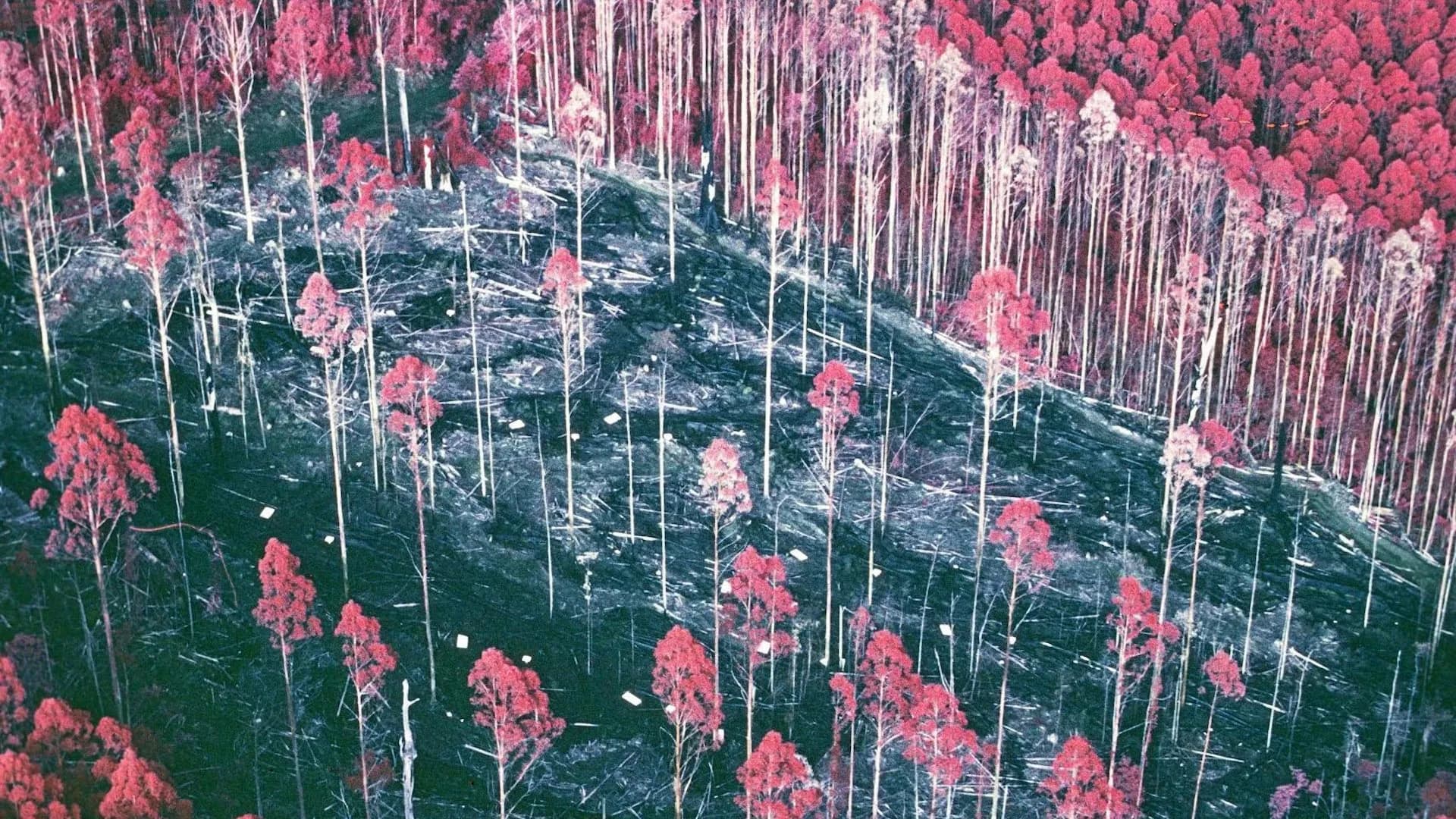A forgotten 30-year forest experiment just delivered a huge surprise