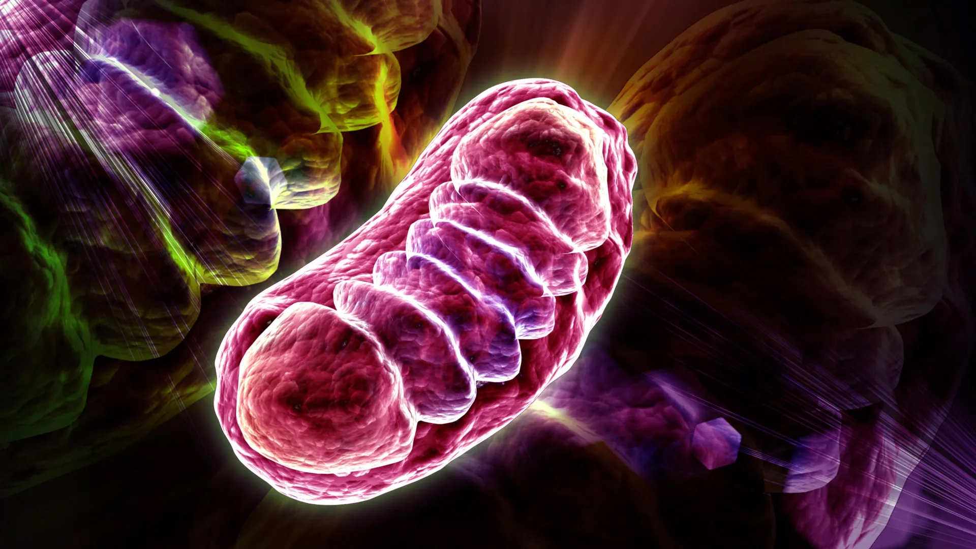 Leucine does more than build muscle. It powers up your cells