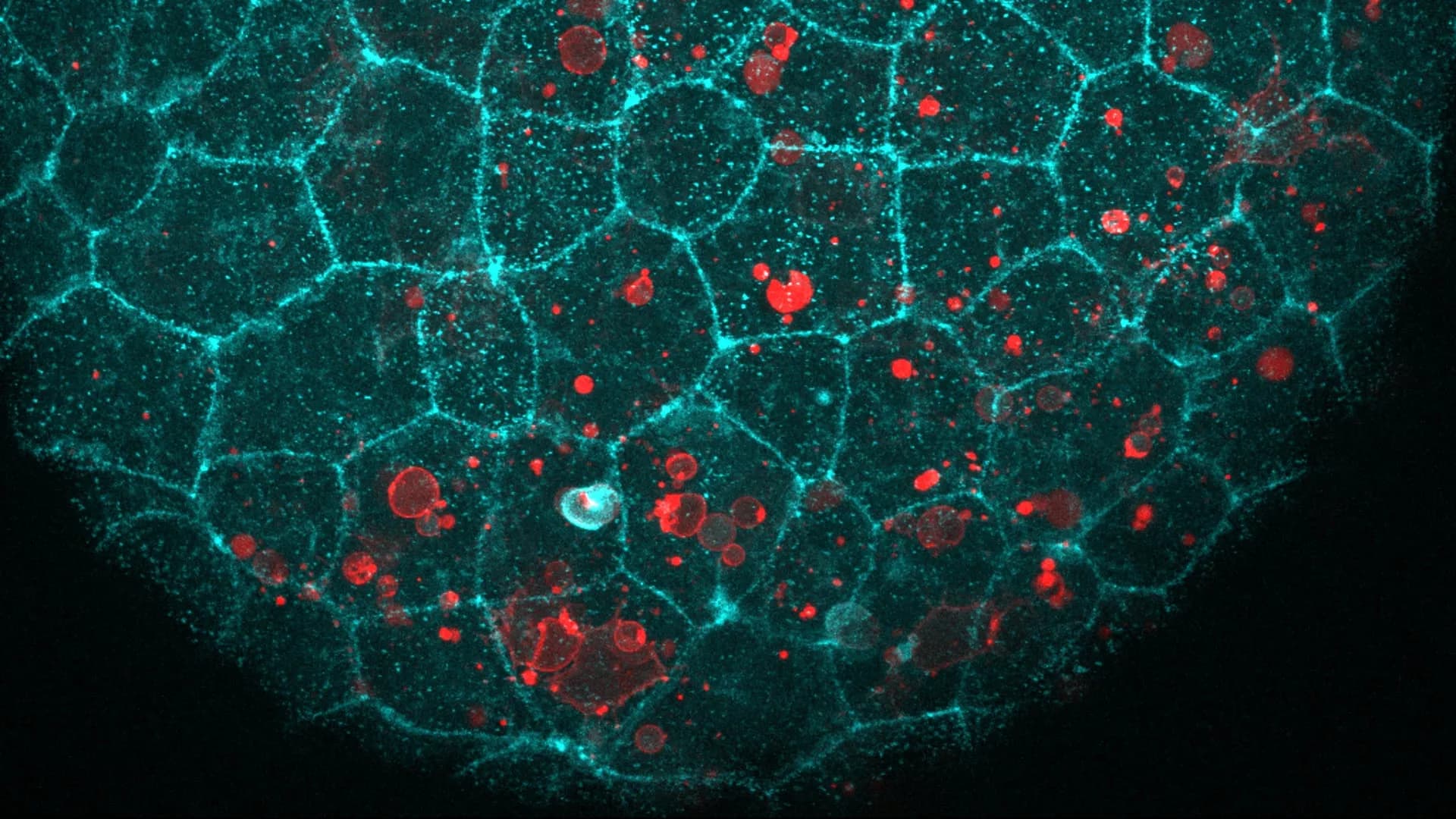 The “glue” holding your cells together has a surprising second job