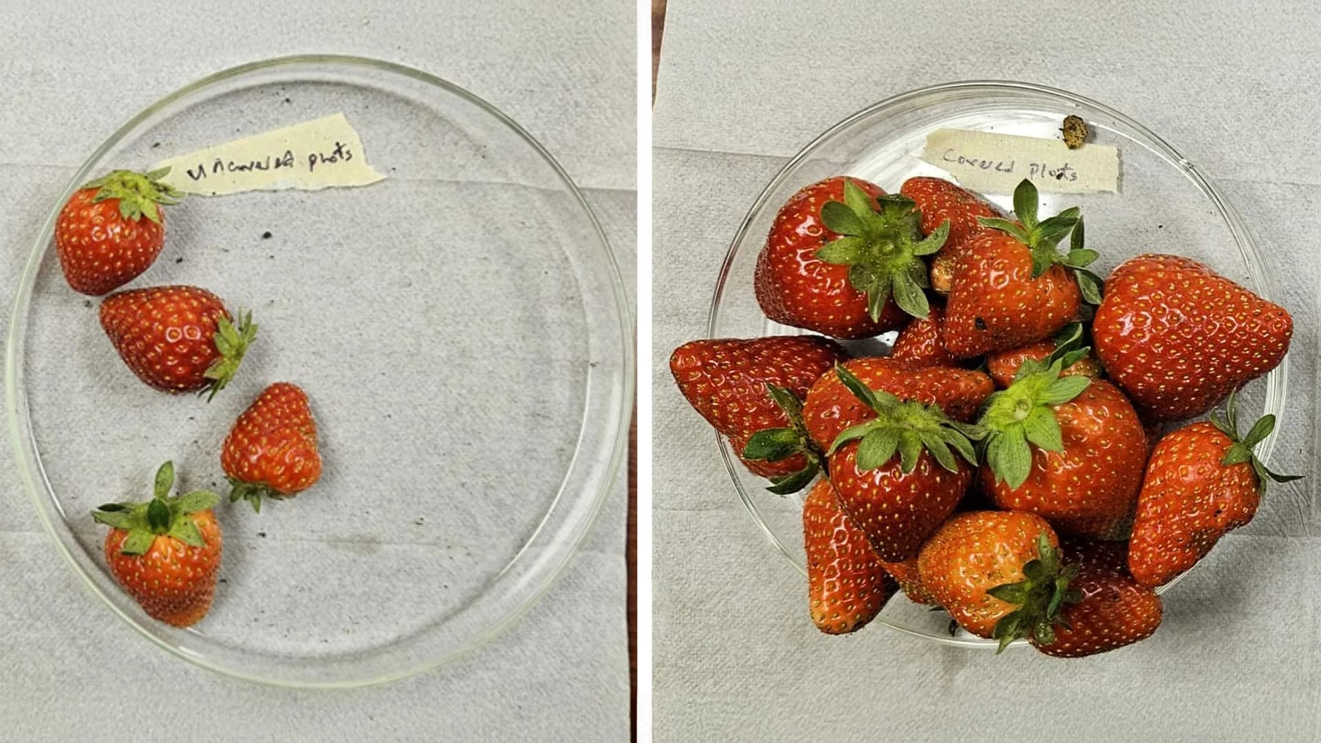 New “plant armor” more than triples strawberry yields