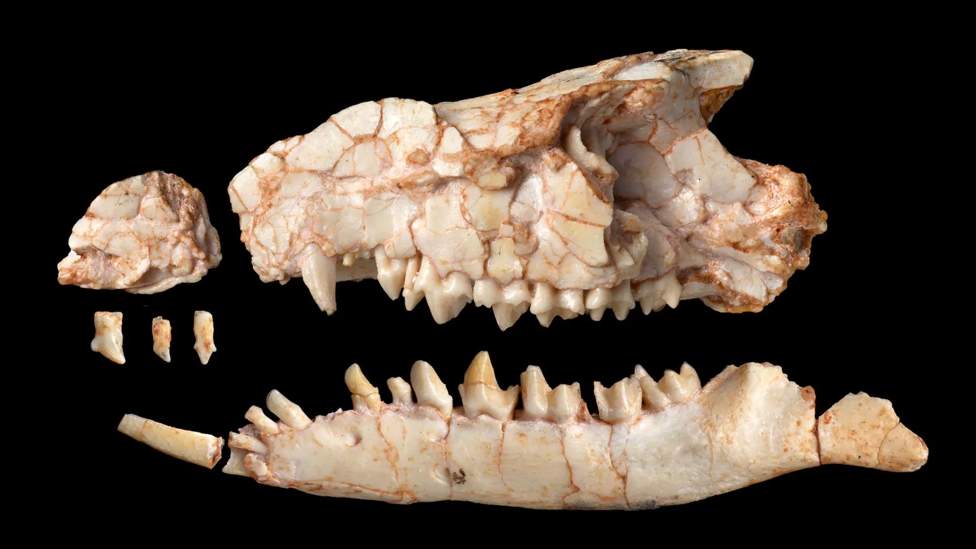 Scientists were wrong about this strange mammal for nearly 40 years