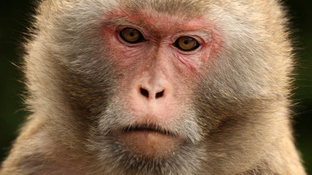 STAT+: HHS unveils new initiatives to reduce animal testing in drug development