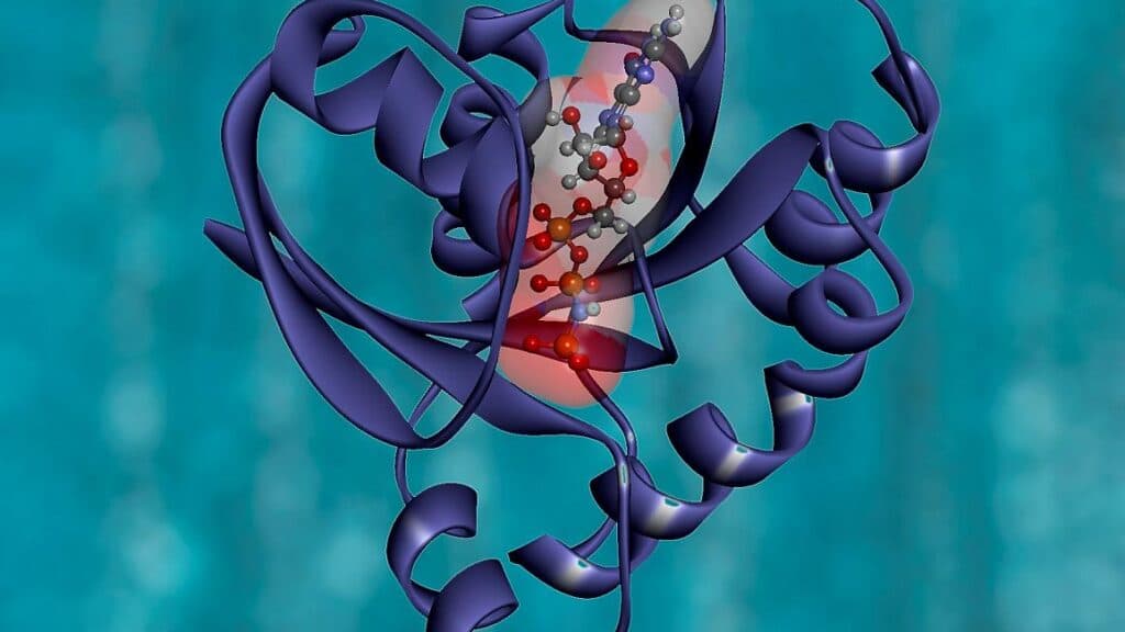 STAT+: Incyte pancreatic cancer medicine induces lasting tumor responses, company says at ESMO