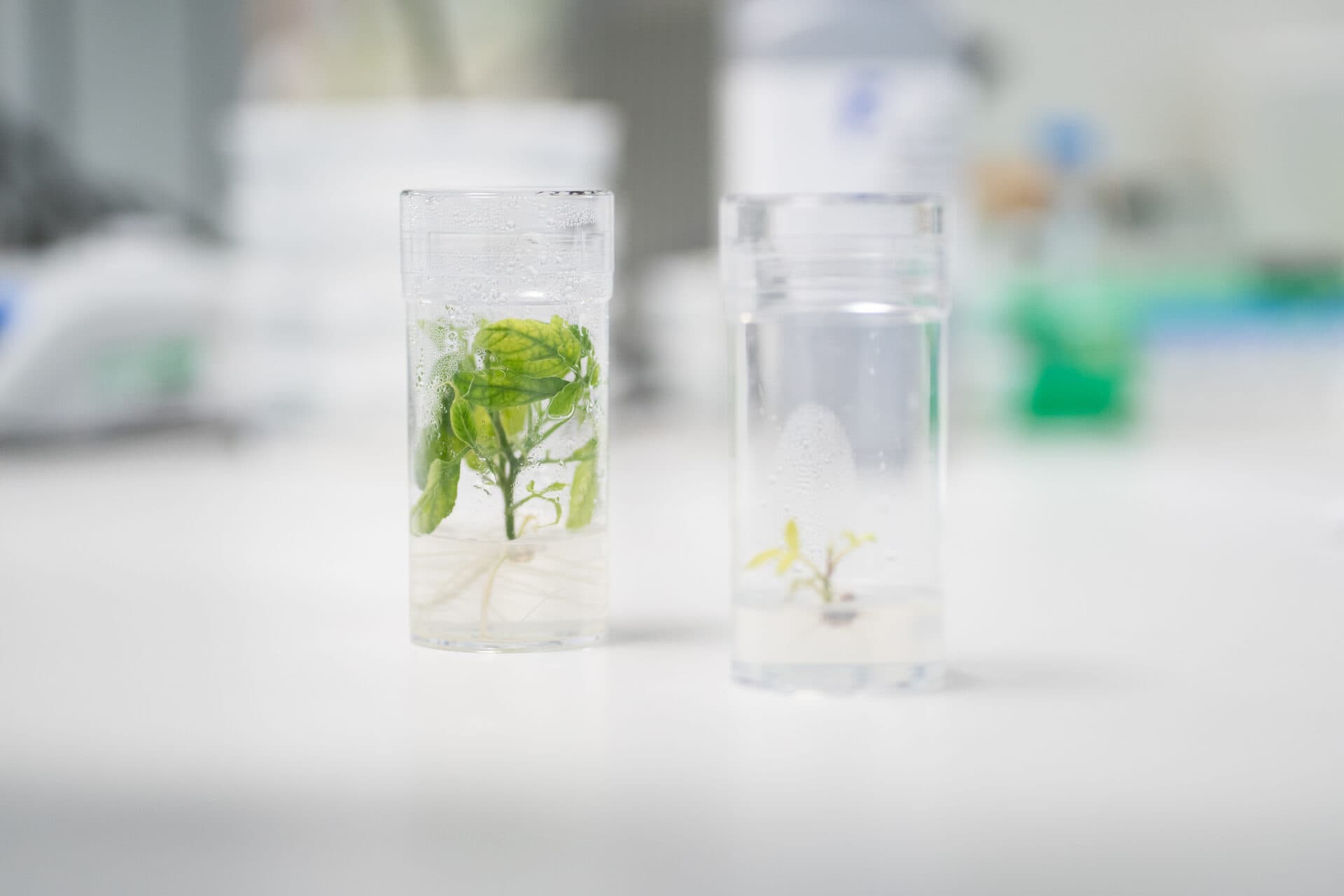 Phytoform partners with major seed breeders to bring AI-powered plant design to corn crops