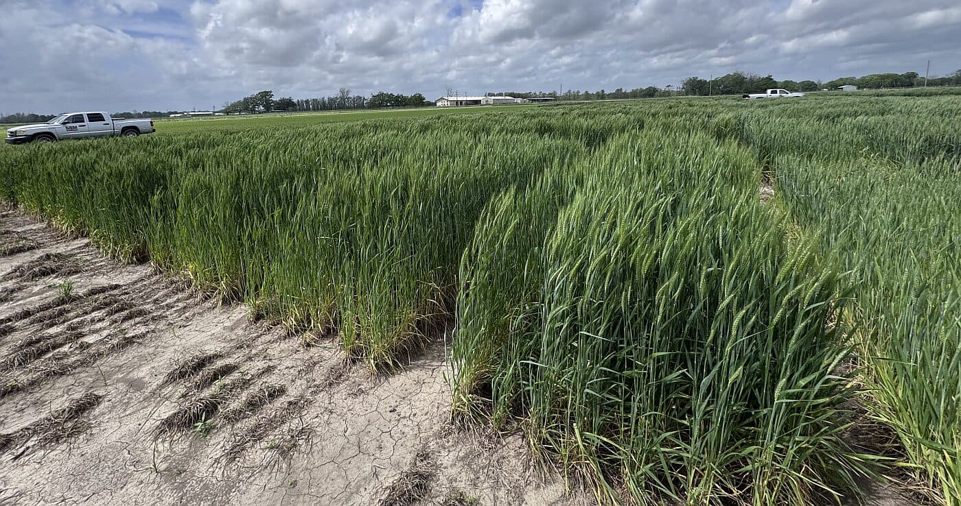 Mafix raises $5.4m to activate silicate rock into climate-smart fertilizer