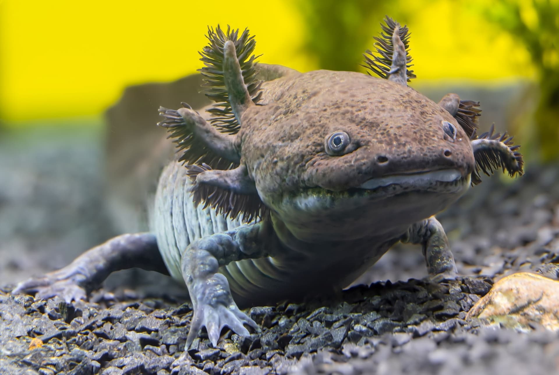 Scientists Have Identified a New Fossil Species of Axolotl in Mexico