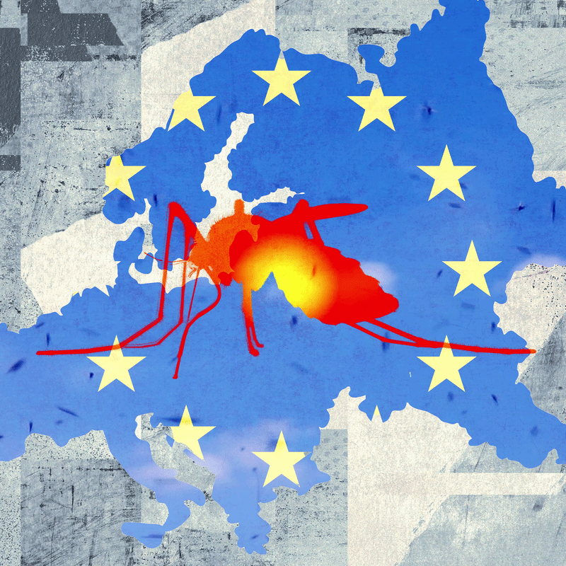 Tropical Diseases Like Dengue Fever and Chikungunya Are on the Rise in Europe