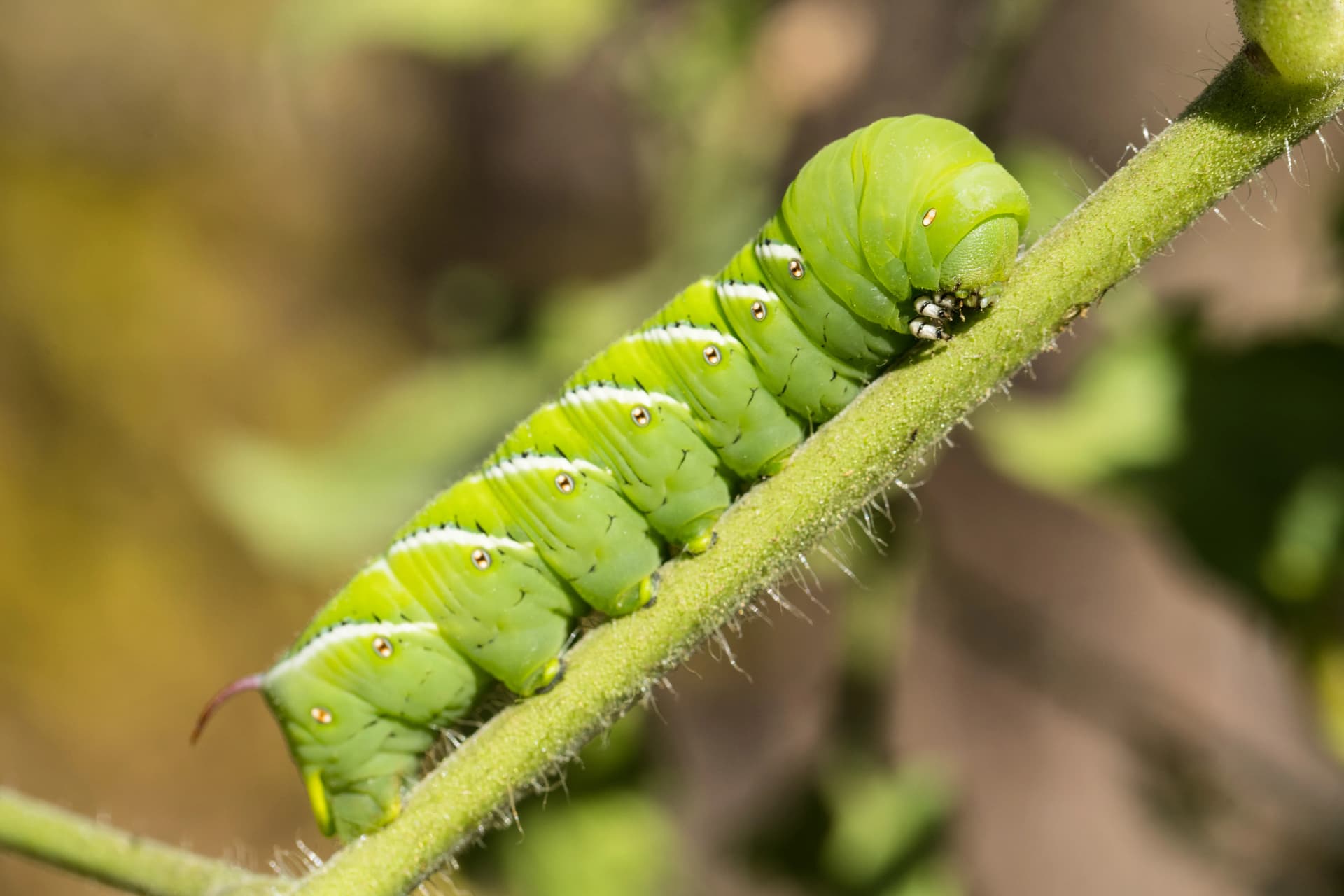 Scientists Put Caterpillars in an Ultraquiet Chamber to Learn How They Hear Without Ears