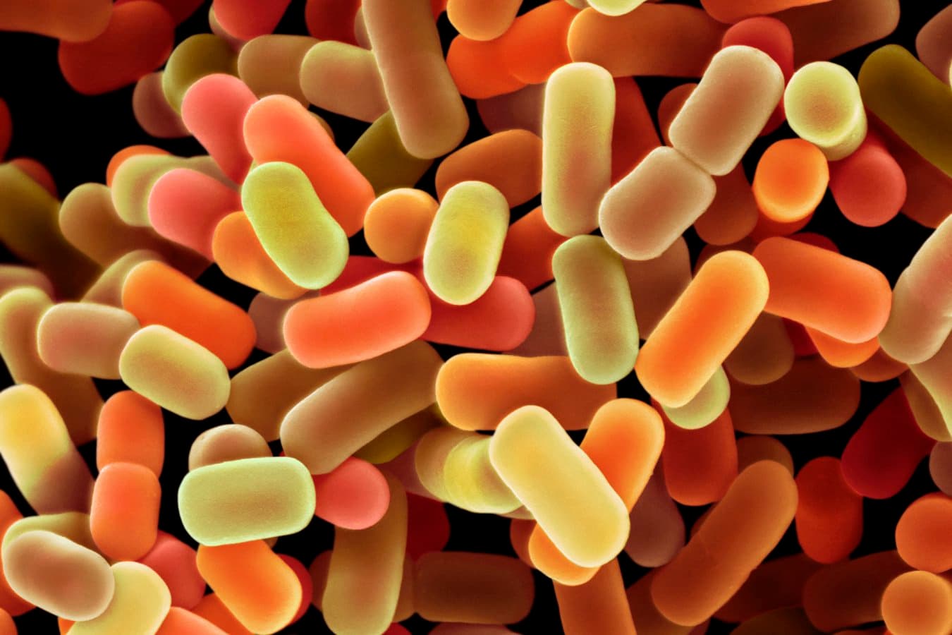 Postbiotic supplement boosts body’s own GLP-1 and weight loss