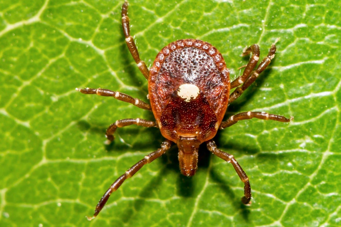 Two emerging tick viruses that can be deadly are spreading in the US