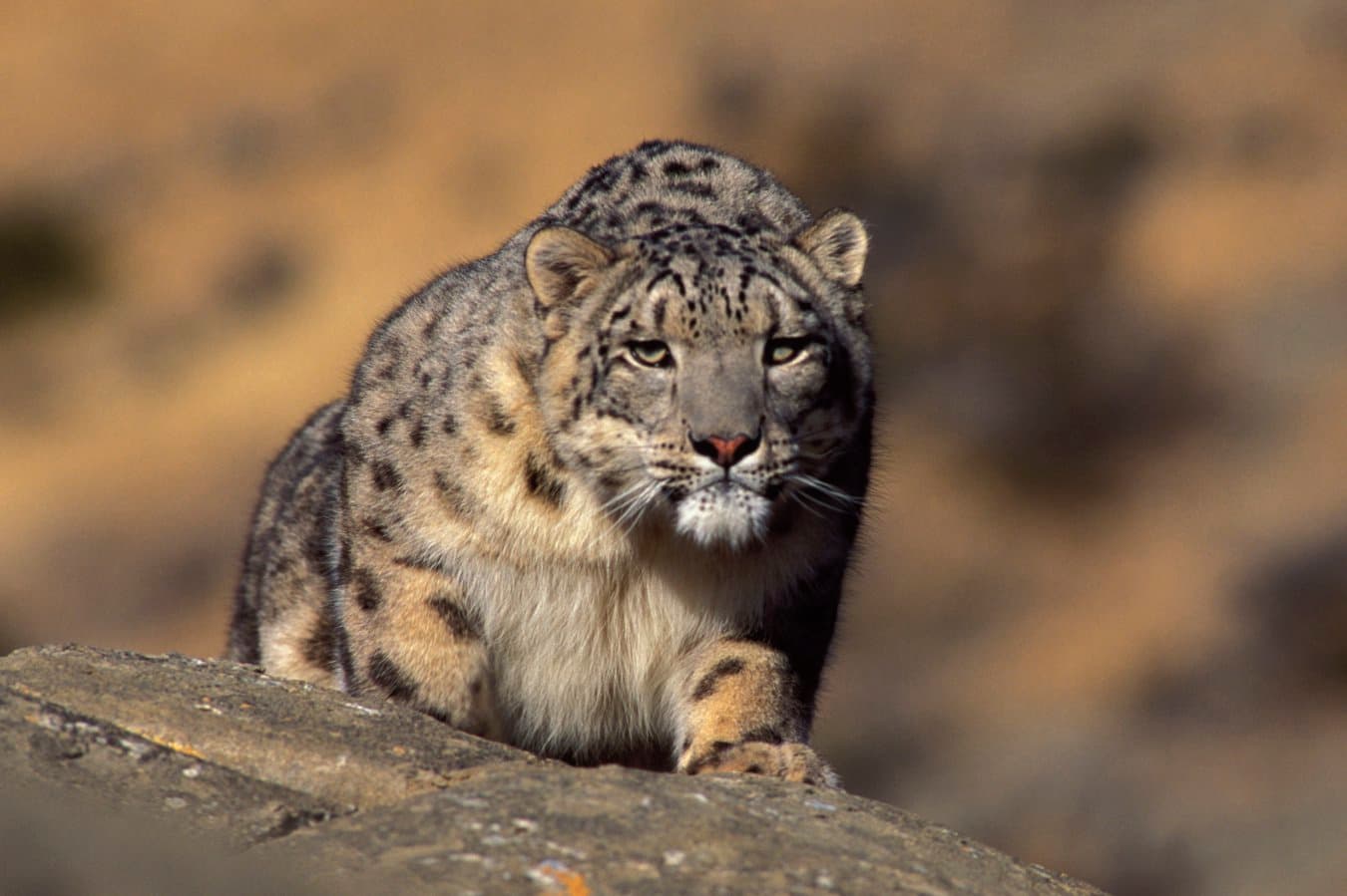The legendary snow leopard comes up against harsh realities in remarkable book