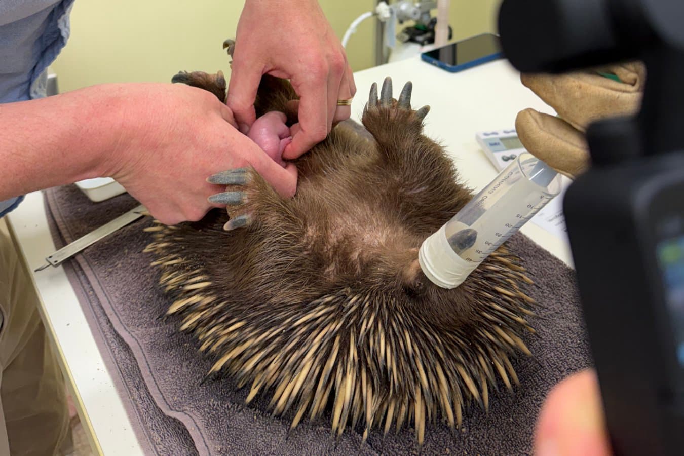 Exclusive video of world’s first echidna puggle to be born at a university