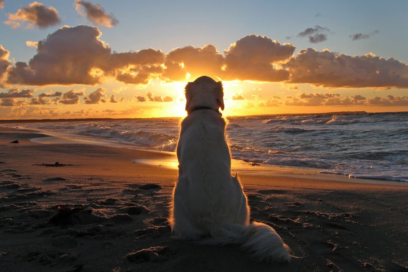 Why don’t dogs look up when a low-flying plane passes overhead? part 3