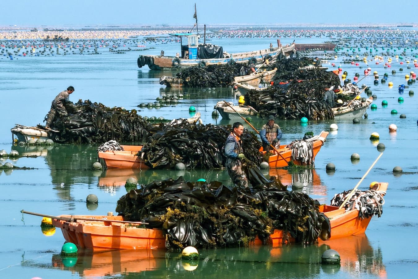 Why growing seaweed isn’t a climate solution