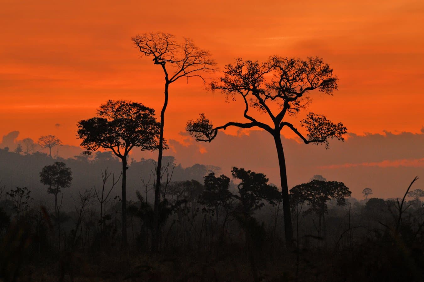 Super El Niño set to cause ‘terribly dangerous’ drought in the Amazon