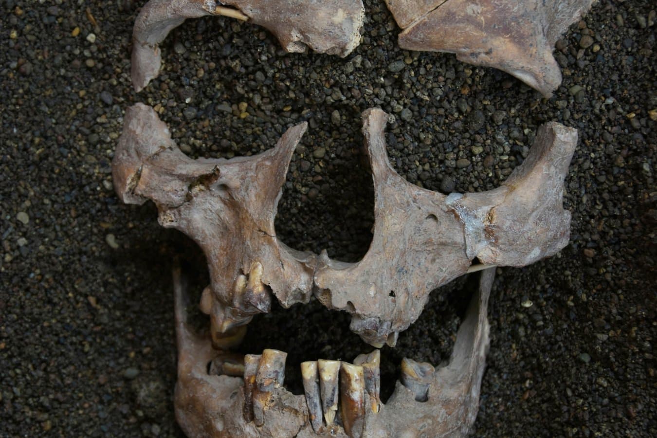 Earliest evidence of habitual drug use found in teeth in Indonesia