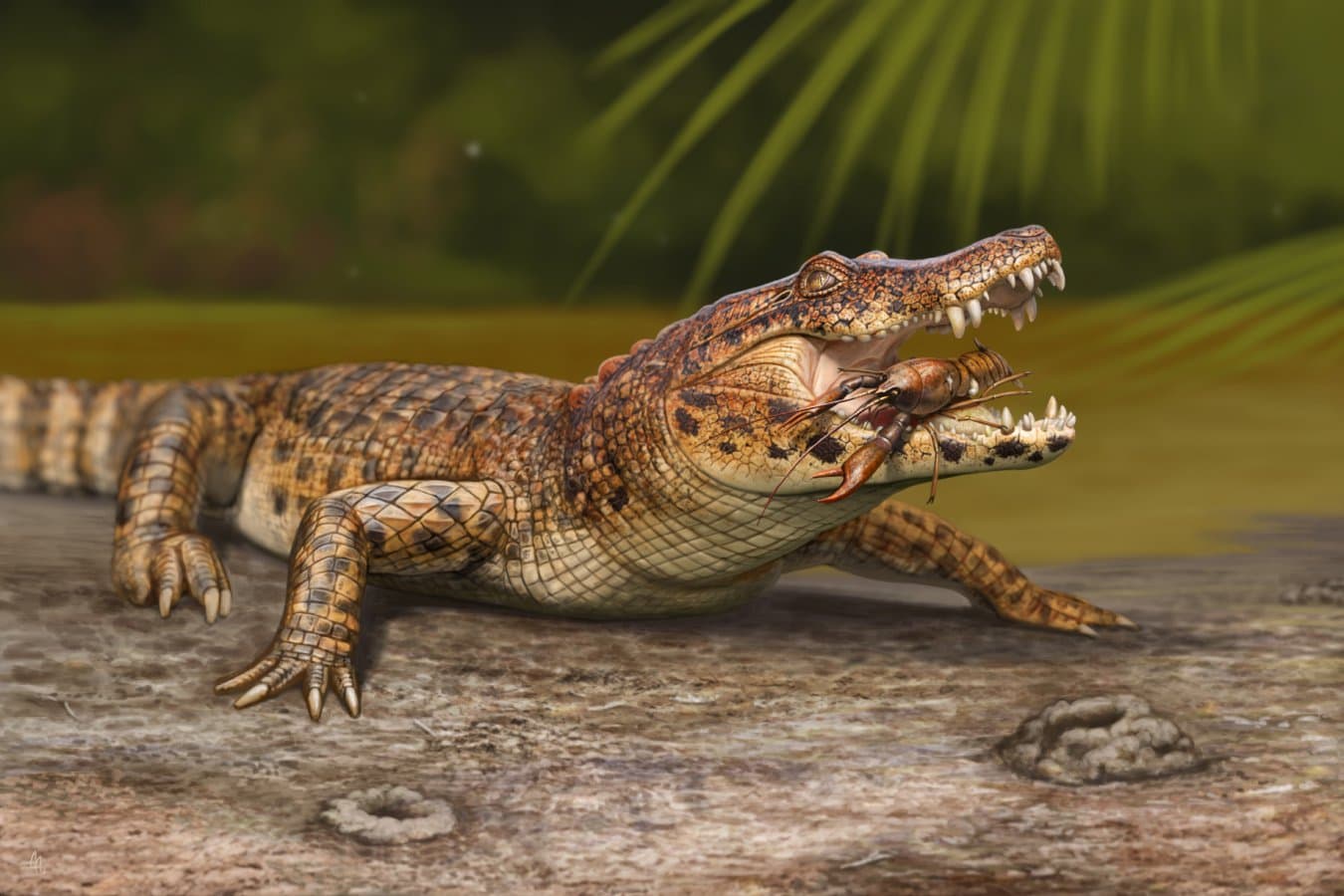Earliest alligator flourished in the wake of the dinosaur extinction