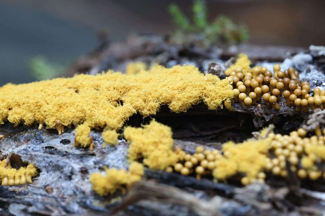 How I made a slime mould the protagonist of my new sci-fi novel