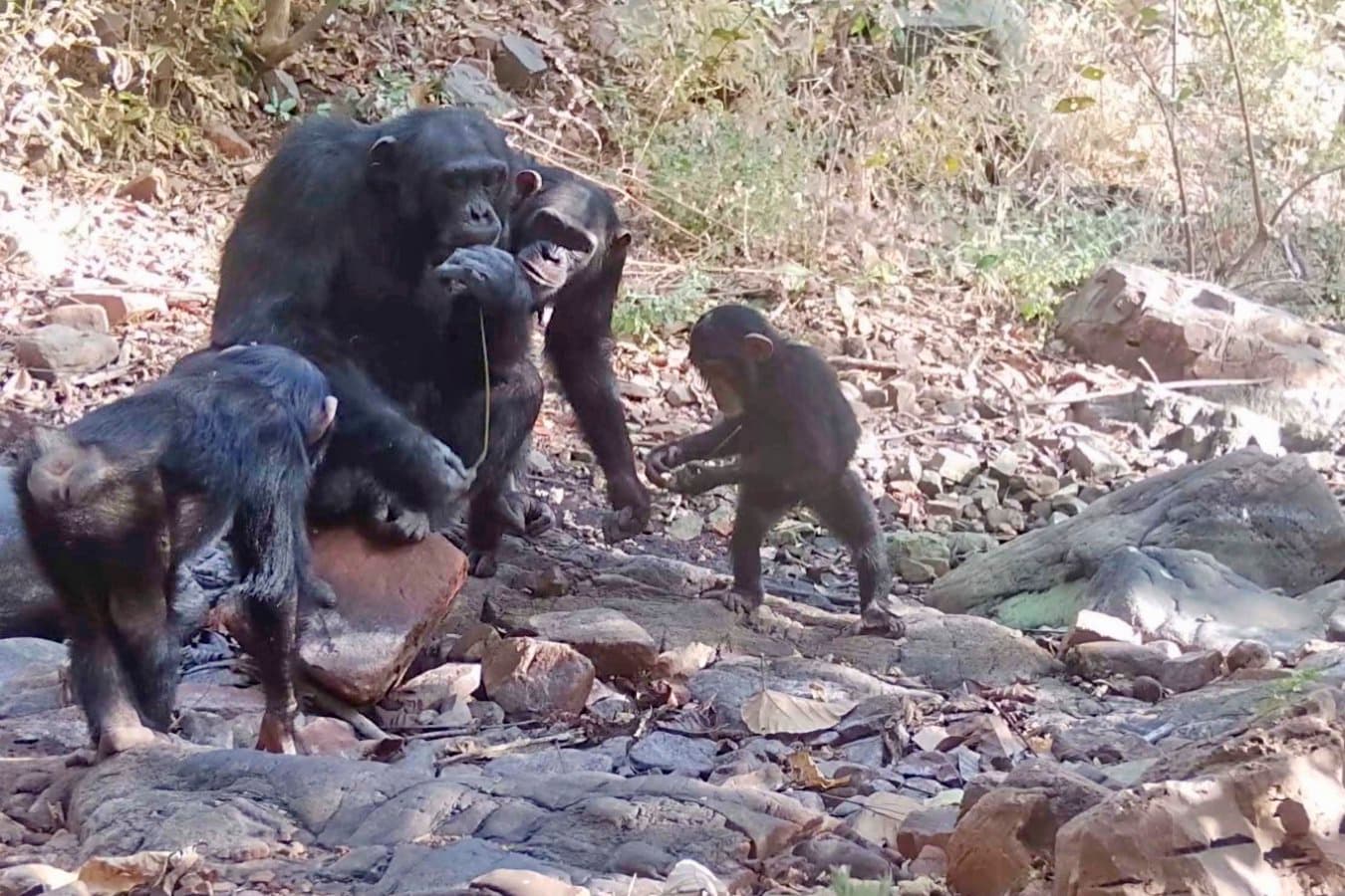 Wild chimpanzees teach youngsters by handing them tools