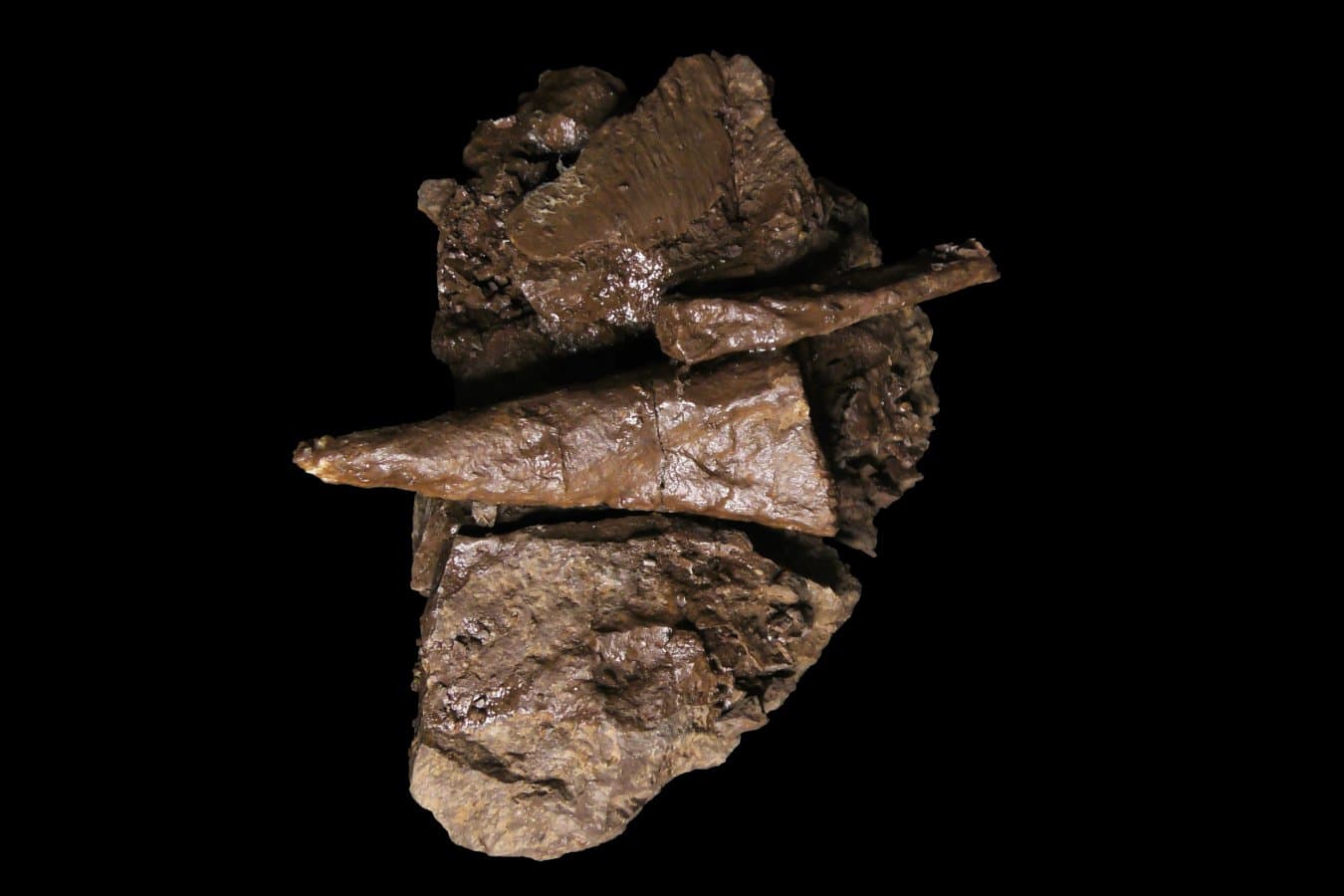 Fishapod fossil shows early elbows came in a variety of forms