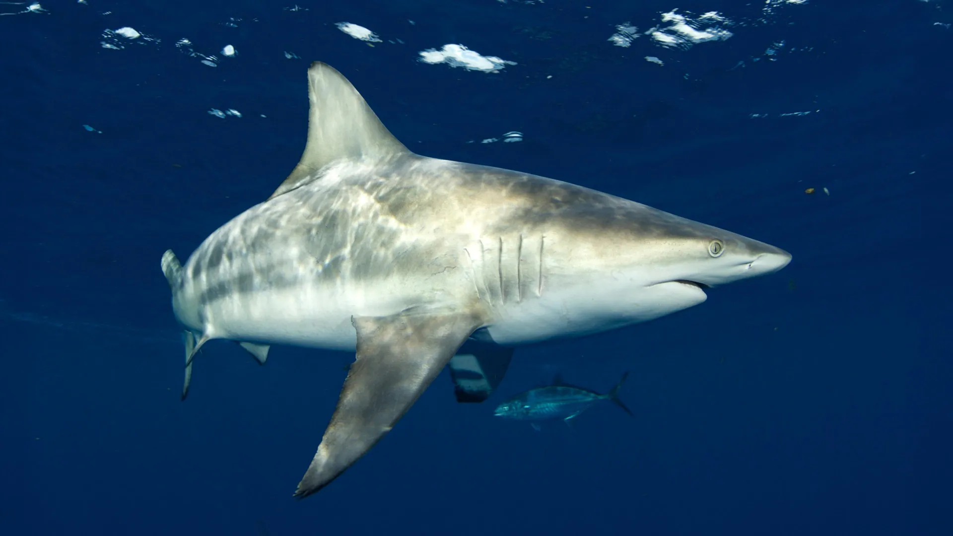Sharks can hear nearly 250 feet away and pinpoint the source