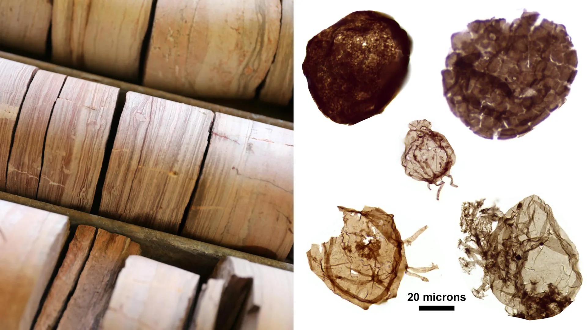 1.7-billion-year-old fossils reveal a crucial clue to the rise of complex life